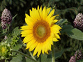 nuthanmattroi_882000