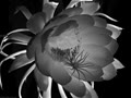 clo_tido