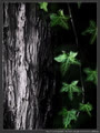_ivy_