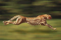 CheetahSpeedy