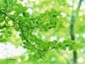 tournesol_vn