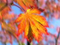 Leaf_Wind