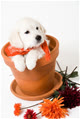 sweetpuppy