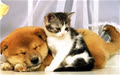 hoahongxanh_trang