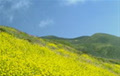 lamvangiang
