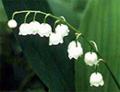 Lily_of_the_valley