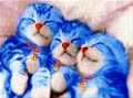 little_goby86