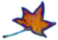 CAMBUON
