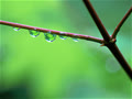 manh_halong_ld