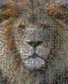 leodoan