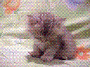 miow