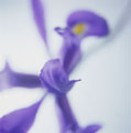hoa_violet_ngay_thu_tu