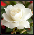 thuylinh285
