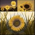 tournesol86