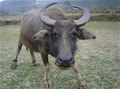 tuandongdo