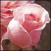RoseGarden
