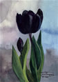 tulipden76
