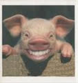 prettypiggy