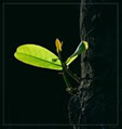 nhu_phong
