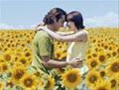 sunflower12