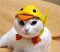 sushi8877