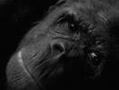 Bonobo