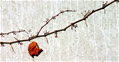 clthuphai