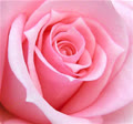 rose1978