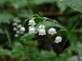lilly_of_the_valley