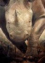 hornsrhino