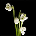 Xinhxinh77