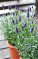 lavenderkiss