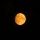 moonlife