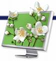 ScreenRose