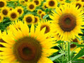 sunfIower