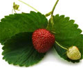 Moraceae