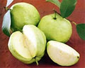 oitron1509