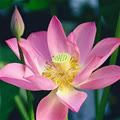 hungcuong179
