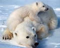 babybear184