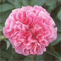 carnation04