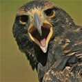 BabyRaptor