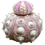 Coelopleurus