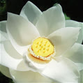 wlotus