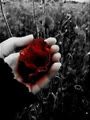 Dianthus