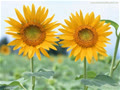 sunflwr