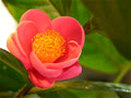 xiaohutie