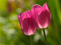 pinktulips