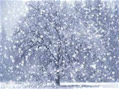 tuanwinter