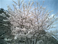 WhiteXmas
