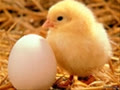 cock1012